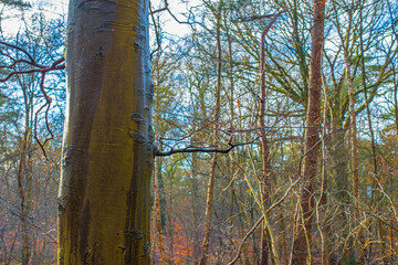 Wall Mural - Forest in mist, fog, haze and sunbeams in winter, Lage Vuursche, Utrecht, Netherlands, January 11, 2025