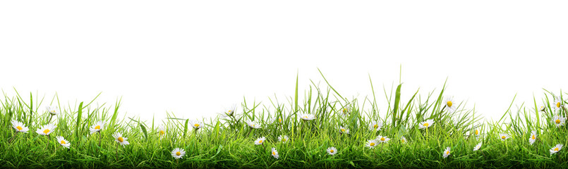 a vibrant, fresh spring green grass lawn edge border, adorned with daisy flowers isolated out agains