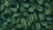© ProStockGallery - Dense Close-up of Lush Green Pine Needles and Branches, Evergreen Texture Background.