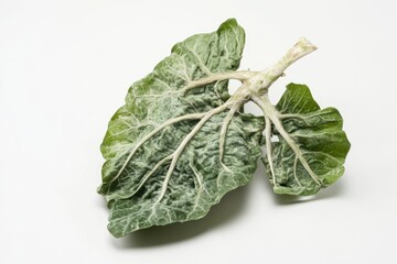 Wall Mural - A close-up shot of a leafy green vegetable on a white background