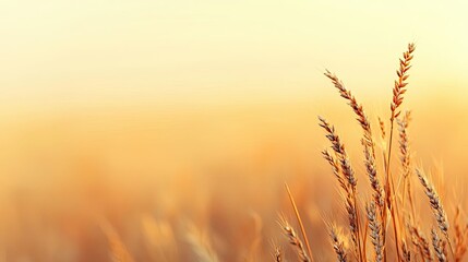Aufkleber - Blurred abstract background idea. Golden wheat ears swaying gently in the warm sunlight of a serene countryside.