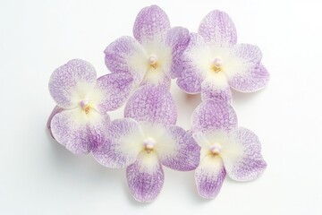 Poster - A collection of purple and white flowers arranged on a white surface