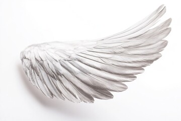 Poster - A detailed view of a wing's texture and pattern