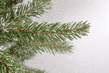 Wall Mural - A close-up shot of a pine tree covered in snow, highlighting its branches and needles