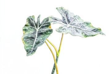 Poster - A close-up shot of a plant with green leaves