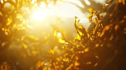 Wall Mural - Sunlit golden kelp underwater, close-up view.