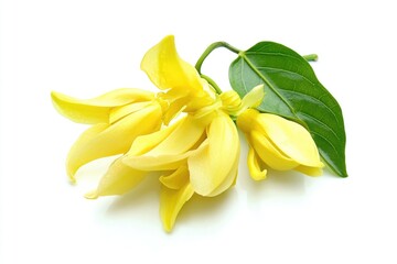 Poster - A bunch of bright yellow flowers with lush green leaves