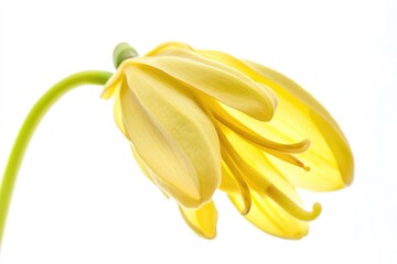 Aufkleber - A single yellow flower on a stem, ideal for use in garden or nature-themed designs