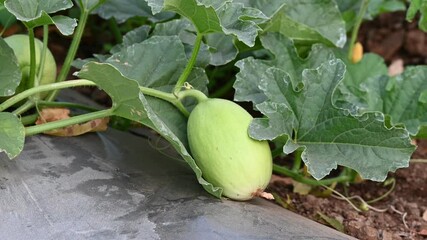 Wall Mural - Green melon cantaloupe growing in organic melon green house farm beautiful green leaves. green melon in farm background.