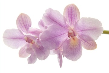 Aufkleber - A close-up photo of a single flower on a white background, suitable for editorial or commercial use