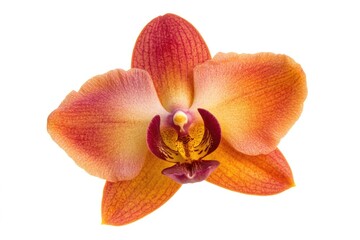 Poster - A single orange and yellow flower sits on a clean white background