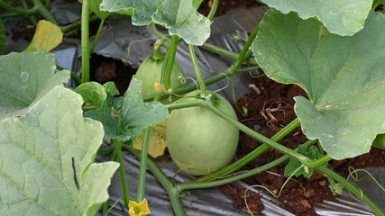 Wall Mural - Green melon cantaloupe growing in organic melon green house farm beautiful green leaves. green melon in farm background.