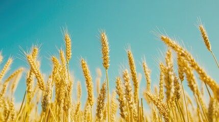 Poster - Wheat field under clear blue sky showcasing ripe crops on a sunny day symbolizing agriculture and nature's bounty