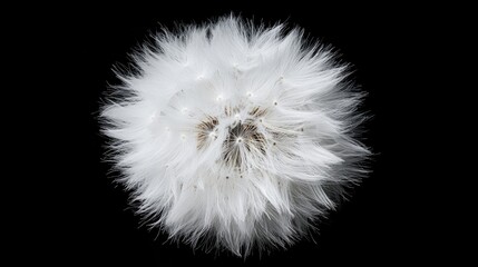 Poster - Fluffy white dandelion flower close-up against black background showcasing natural beauty in macro photography during spring season