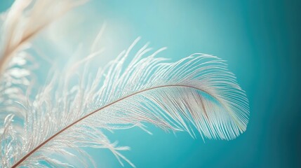 Poster - Elegant close-up of a delicate peacock feather against a soothing turquoise backdrop highlighting intricate details and textures.