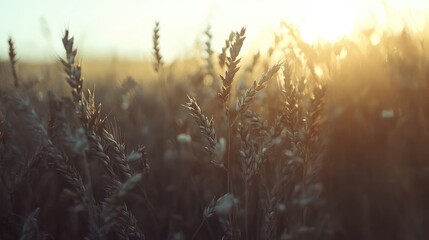 Aufkleber - Golden wheat field illuminated by sunlight during sunset capturing nature's beauty and tranquility in a serene agricultural landscape.