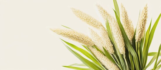 Poster - Corn plant featuring long flowing tassels against a neutral background with ample space for text placement and creative design use.