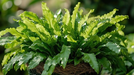 Poster - Lush green bird's nest fern leaves illuminated by sunlight in outdoor setting with soft blurred background showcasing natural beauty.