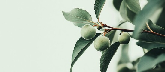 Poster - Close up of fresh tree bud with green leaves on a blurred background ideal for nature themes and text overlay for promotional materials