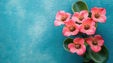 Poster - Crown of Thorns Euphorbia Milii Flowers in Bloom Against a Turquoise Background Macro Photography