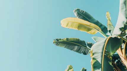 Poster - Vibrant banana tree leaves against a clear blue sky creating a serene tropical atmosphere and showcasing nature's beauty and growth.