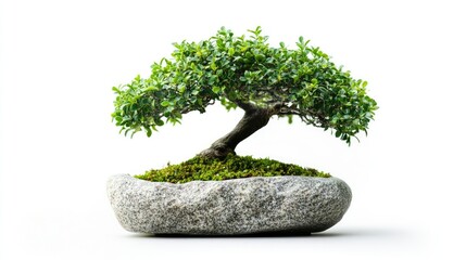 Poster - Bonsai tree decorative piece in a stone pot showcasing lush foliage isolated on a clean white background for elegant home interiors