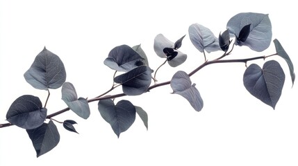 Poster - Black Bougainvillea Plant Branch with Elongated Leaves Isolated on White Background for Botanical and Floral Design Uses