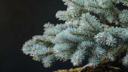 Poster - Bonsai European spruce showcasing intricate branches and lush blue-green foliage against a dark background.