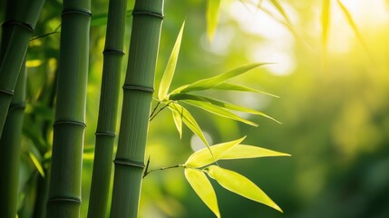 Aufkleber - Lush Bamboo Forest with Sunlight Filtering Through Green Leaves and Stalks in a Tranquil Natural Setting