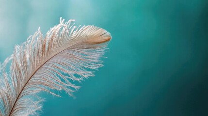 Poster - Elegant close-up of a delicate peacock feather against a serene turquoise background showcasing intricate details and soft textures.