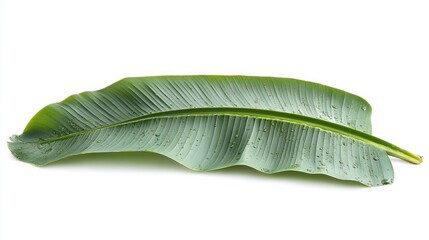 Poster - Vibrant Banana Leaf Covered in Raindrops Showcasing Nature's Beauty and Freshness in a Natural Setting
