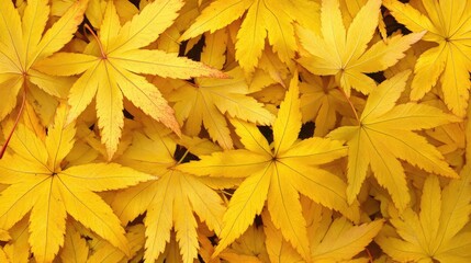 Poster - Vibrant golden yellow autumn leaves creating a stunning natural tapestry of color and texture on the ground in a serene outdoor setting.