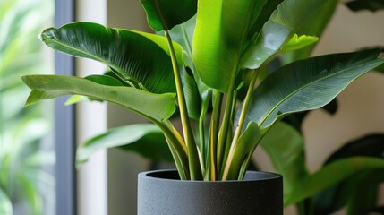 Poster - Lush banana plant with vibrant green leaves in modern pot against a soft blurred background creating a tropical ambiance