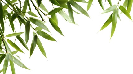 Aufkleber - Bamboo leaves isolated on white background ideal for nature themed design or botanical projects with ample space for text placement