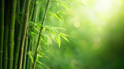 Poster - Lush bamboo forest background with vibrant green leaves and soft light creating a serene and tranquil atmosphere for nature themed projects