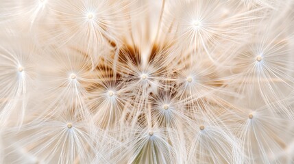 Poster - Dewdrops on dandelion seeds macro close-up shimmering in soft light creating a delicate natural background texture