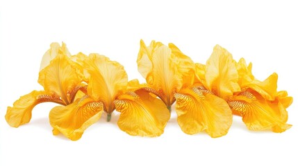 Poster - Vibrant yellow iris flowers gracefully arranged on a clean white background showcasing their delicate petals and intricate details