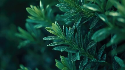 Aufkleber - Bokeh green foliage background with subtle textures perfect for graphic design and wallpaper applications.