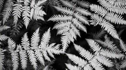 Poster - Detailed close up of monochromatic fern leaves creating a natural background emphasizing texture and pattern in a tranquil environment