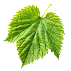 Hop leaf isolated on transparent background