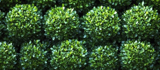 Poster - Boxwood hedges in a garden setting providing ample empty space for text and design elements in a lush green backdrop