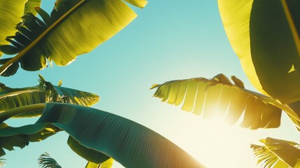 Poster - Banana trees basking in vibrant sunlight under a clear blue sky creating a tropical and serene atmosphere