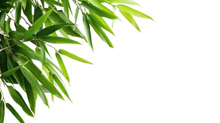 Poster - Fresh Bamboo Leaves on White Background for Natural and Eco-Friendly Designs