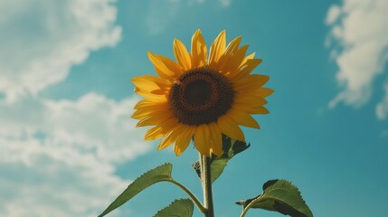 Poster - Vibrant sunflower against a clear blue sky with fluffy clouds showcasing nature's beauty and tranquility