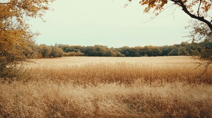 Poster - Golden wheat field in autumn scenery showcasing rustic countryside and dry rye stems emphasizing healthy crop cultivation and nature's beauty