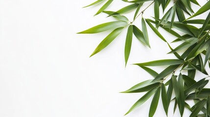 Aufkleber - Bamboo leaves gracefully arranged on a white background showcasing vibrant green tones for natural aesthetic and design elements.