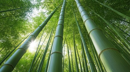 Aufkleber - Bamboo Forest Canopy with Sunlight Filtering Through Lush Green Stalks in a Natural Wilderness Setting