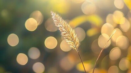 Poster - Golden Bokeh Background with Soft Focus on Grass in Natural Light