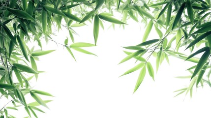 Poster - Bamboo tree leaves and branches framing a bright white background creating a serene green foliage backdrop for natural themes