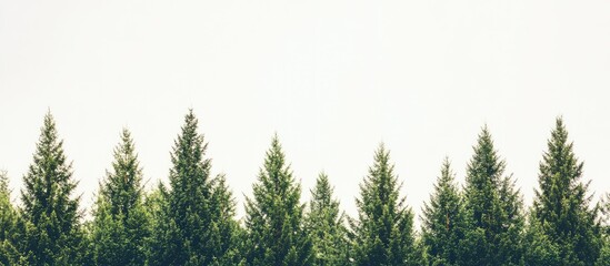 Poster - Pine tree forest banner low angle view with ample space for text and design elements in a minimalist natural setting